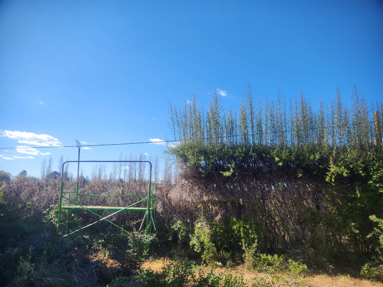 Trabajo de jardinería en San Rafael